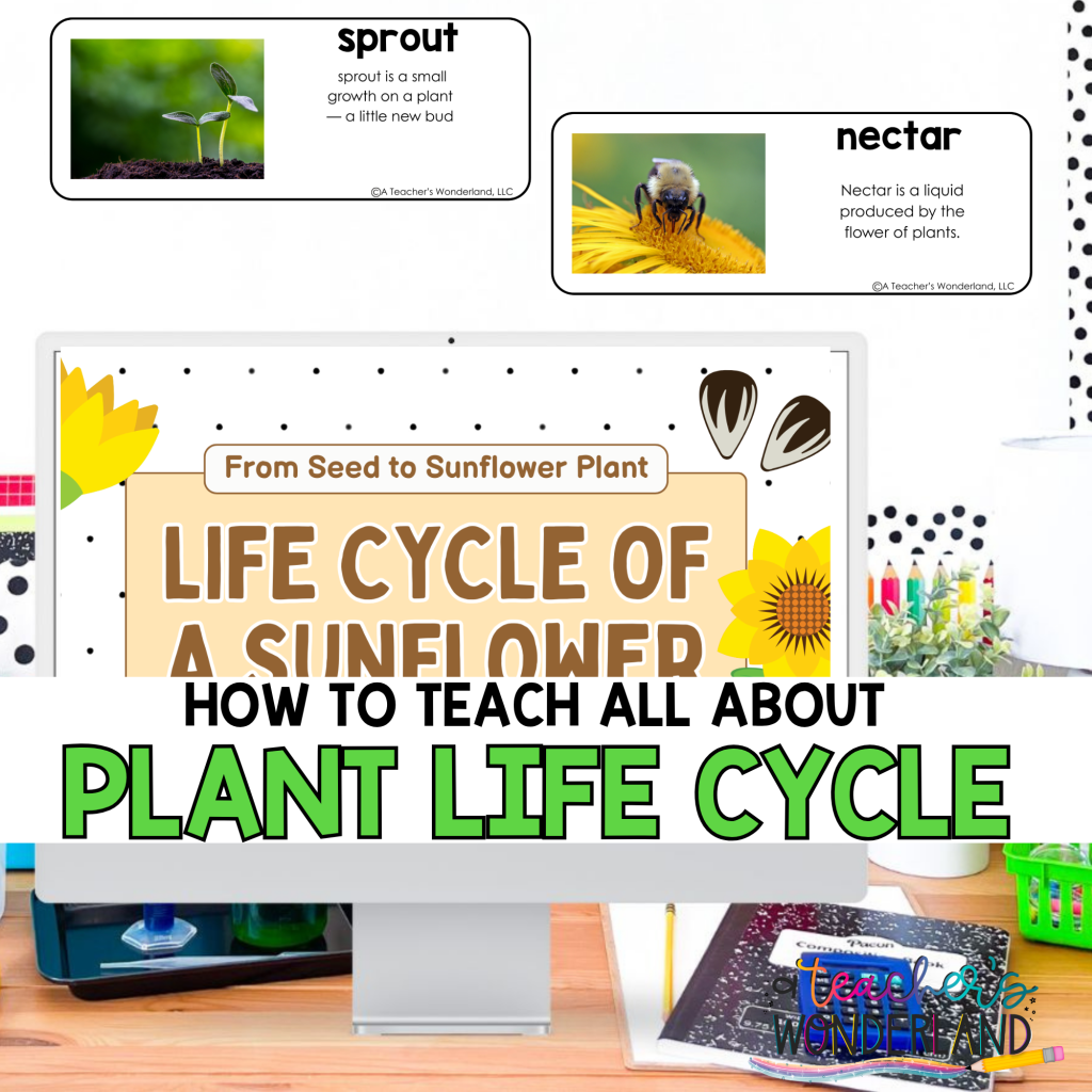 🌱 Teaching the Plant Life Cycle: Making Growth Meaningful for Students